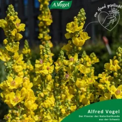 A.Vogel Husten-Spray Reizhusten 30 ml