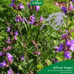 A.Vogel Menosan Salvia Tabletten 30 Stück