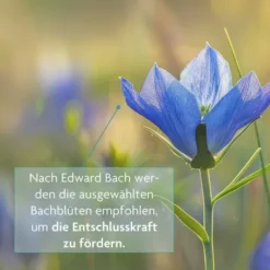 Bachblüten Tee Motivation & Zuversicht Bio Salus 15 Filterbeutel