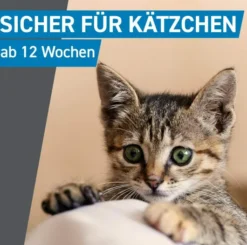 Frontline Spot on Katze 6 Pipetten