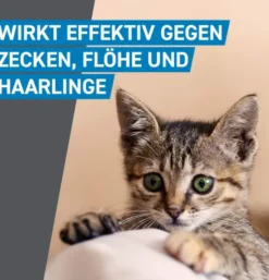 Frontline Spot on Katze 6 Pipetten