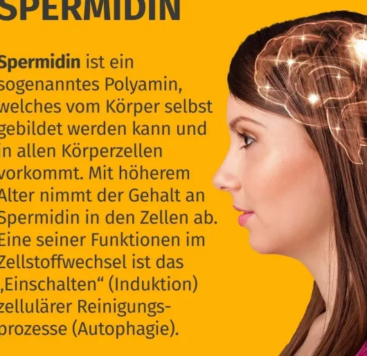 Green Naturals Spermidin 1,6 mg Vegan 240 Kapseln