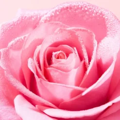 Nuxe Very Rose Mizellenwasser 100 ml