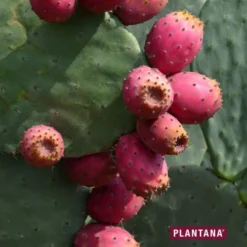 Plantana Kaktusfeige Gesichttuchmaske Mit Aloe Vera
