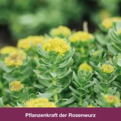 RhodioLoges 200 mg 20 Filmtabletten