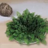 Rose von Jericho